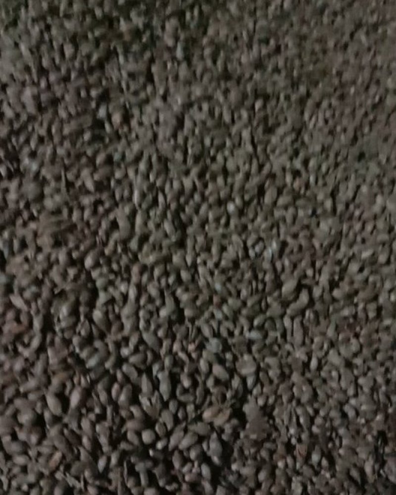 柏子