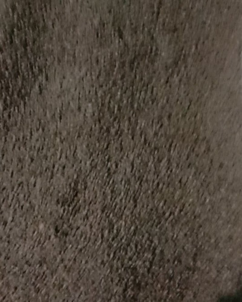 柏子