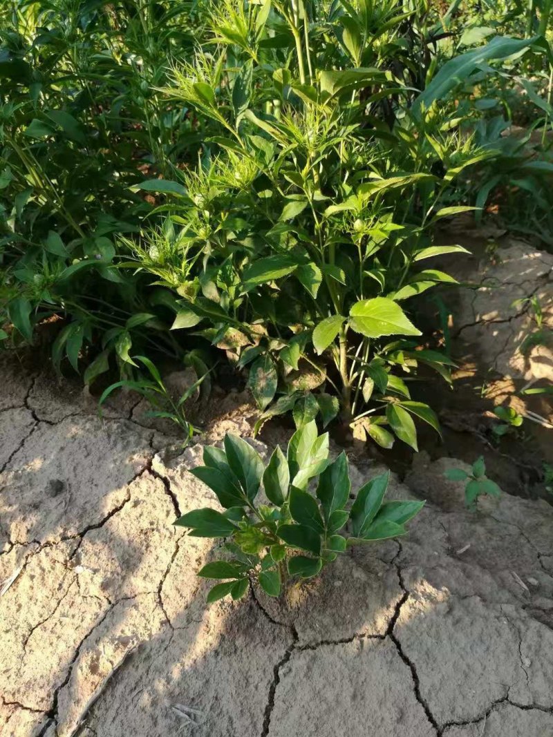 白术芽子改良品种，具有抗病毒，生长速度快，产量高！