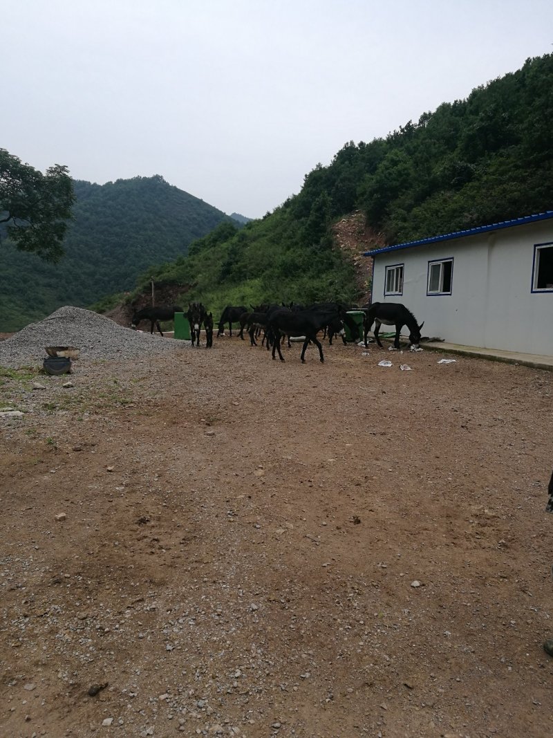 驴肉，酱驴肉，独家秘制，三十年传承手工艺，吃出健康