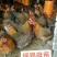 (纯良)黑瑶鸡苗包活到家,出厂24小时疫苗全国发货