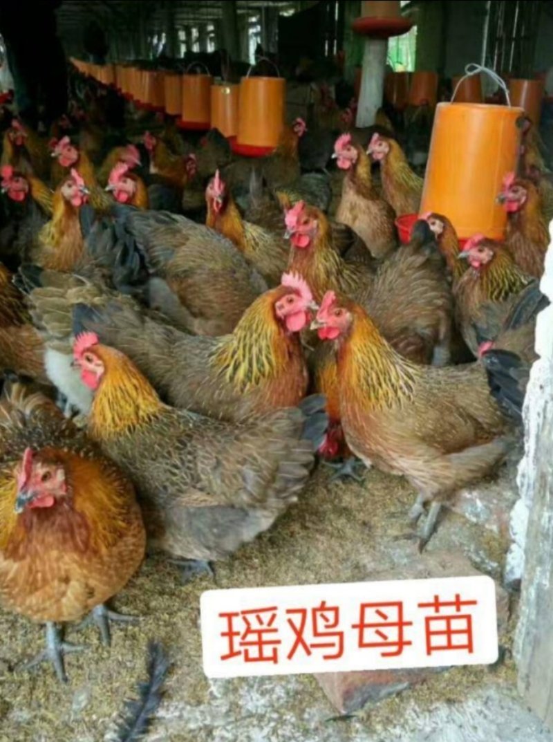(纯良)黑瑶鸡苗包活到家，出厂24小时疫苗全国发货