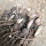 苍术种苗，成活率高，抗病虫害，好管理！易丰收