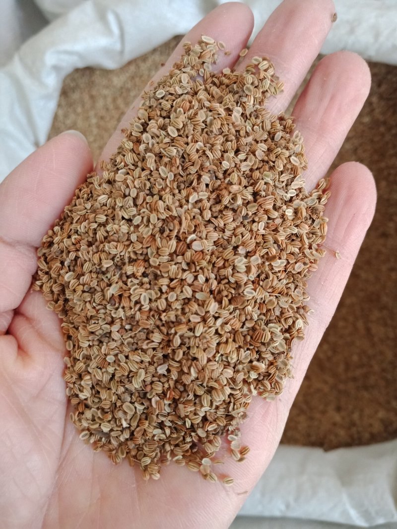 蛇床子批发零售各种规格中药材蛇床子中药材