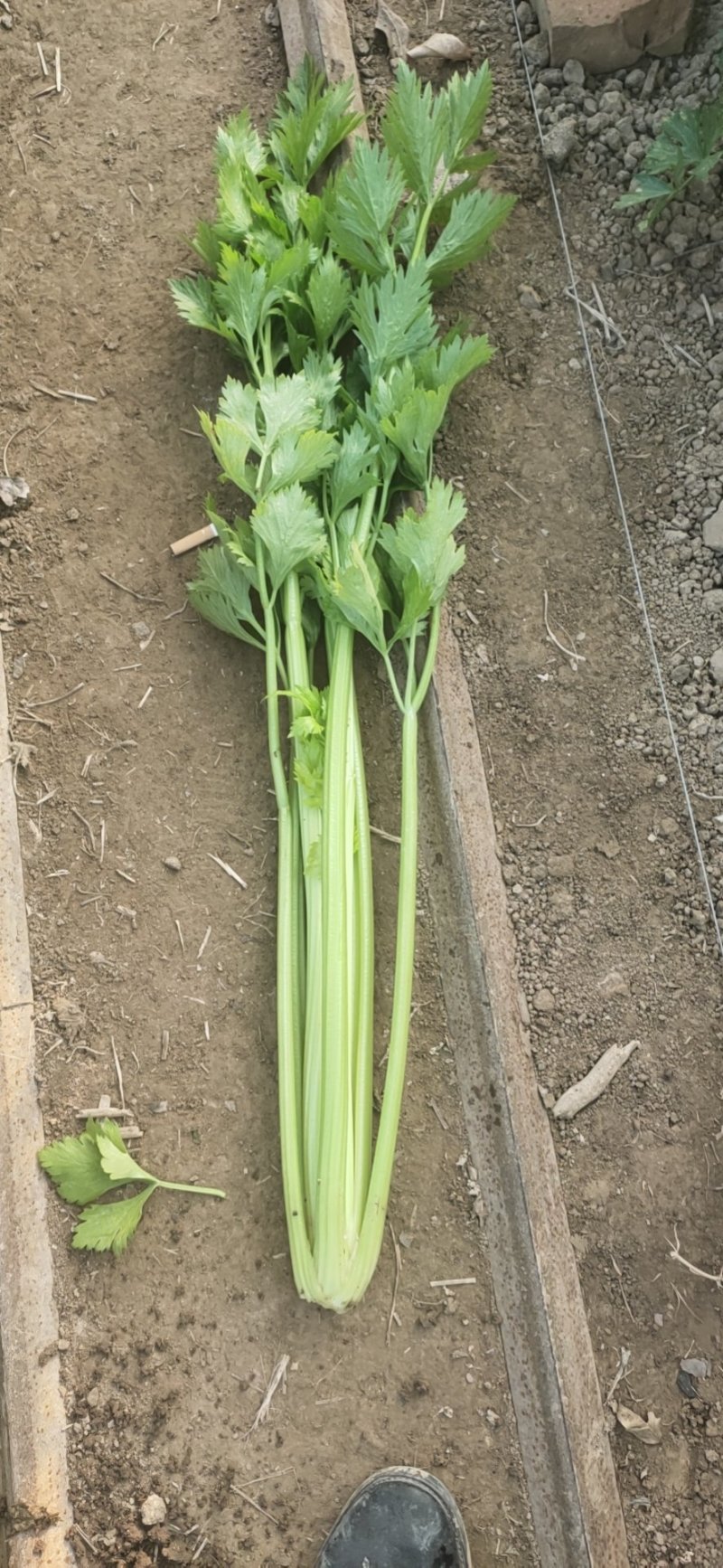 优质芹菜批发，欢迎全国各地客户联系！