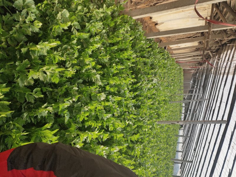 优质芹菜批发，欢迎全国各地客户联系！