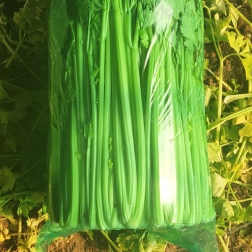 优质芹菜批发，欢迎全国各地客户联系！