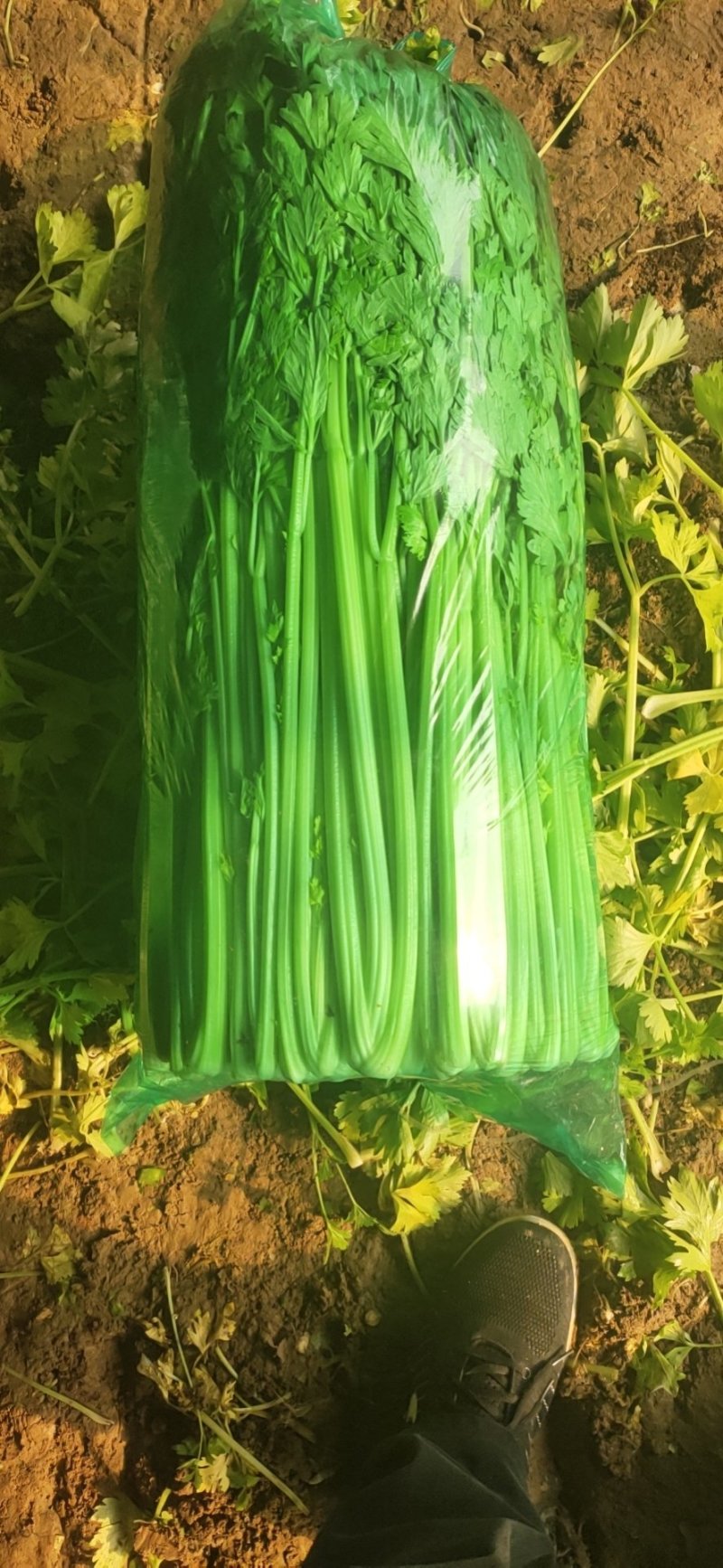优质芹菜批发，欢迎全国各地客户联系！
