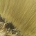 红薯细粉可视频看货产业直供，正宗手工粉条、纯绿色视频