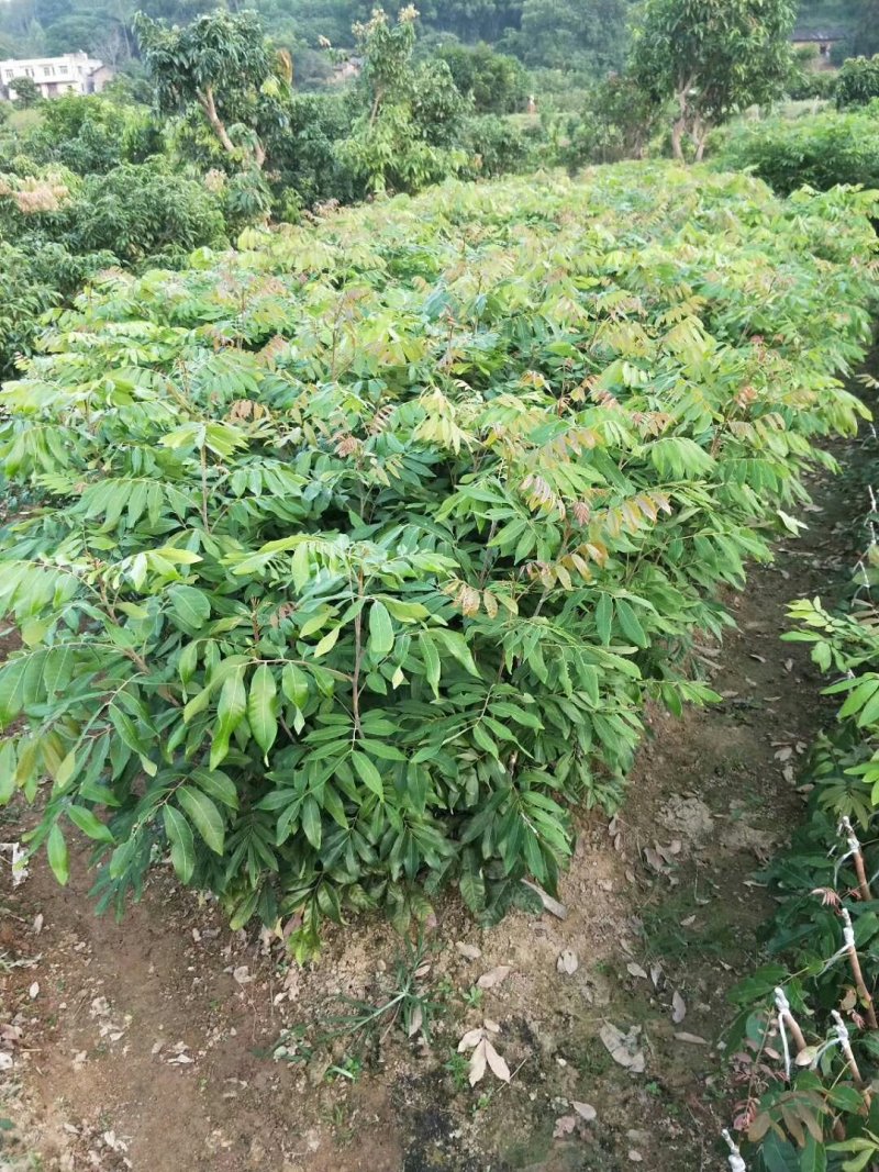 龙眼苗石陕储良龙眼苗正品嫁接苗