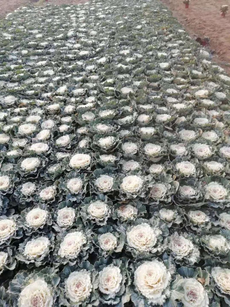 紫鸽羽衣甘蓝大量，欧系列，鸽系列，大量出售