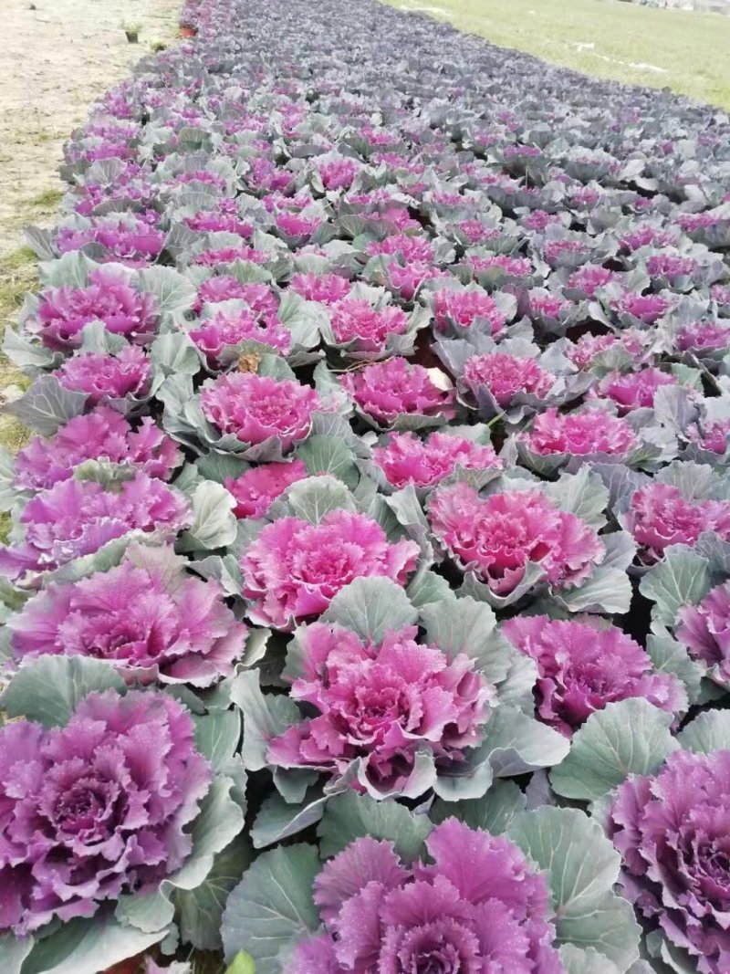 紫鸽羽衣甘蓝大量，欧系列，鸽系列，大量出售