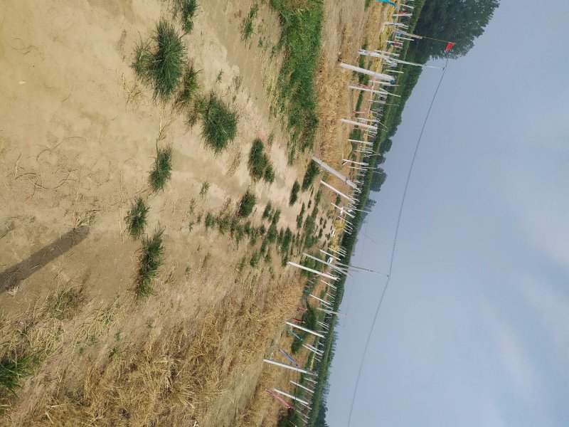 红薯细粉可视频看货产业直供，正宗手工粉条、纯绿色视频