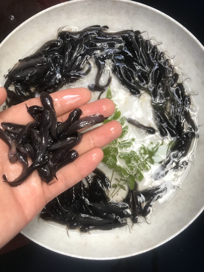 本地塘鲺鱼苗皇妃壹号提供技术包邮发货