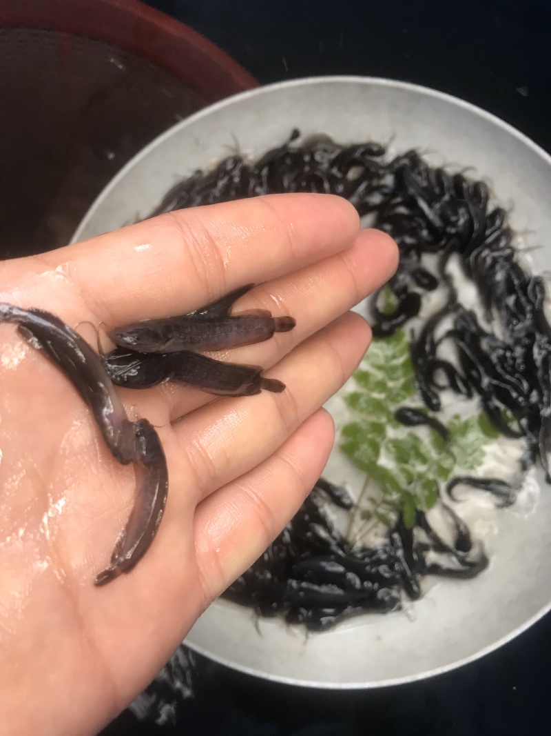 本地塘鲺鱼苗皇妃壹号提供技术包邮发货
