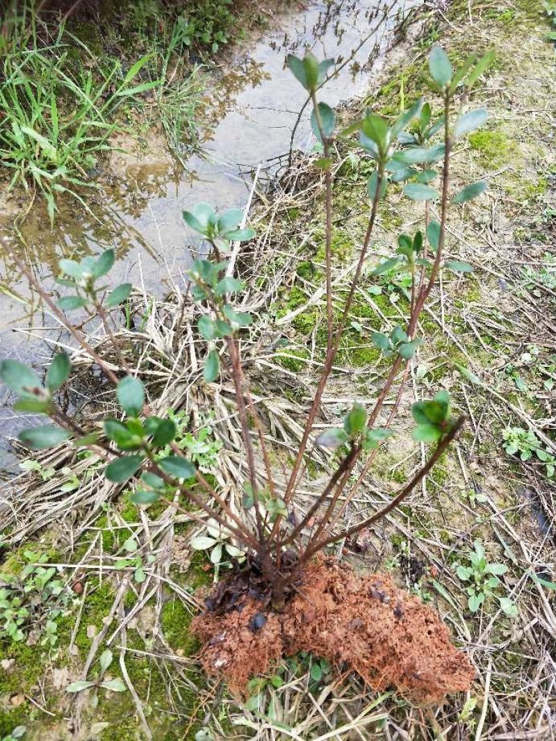 夏鹃小毛球冠幅20/30cm夏鹃小苗