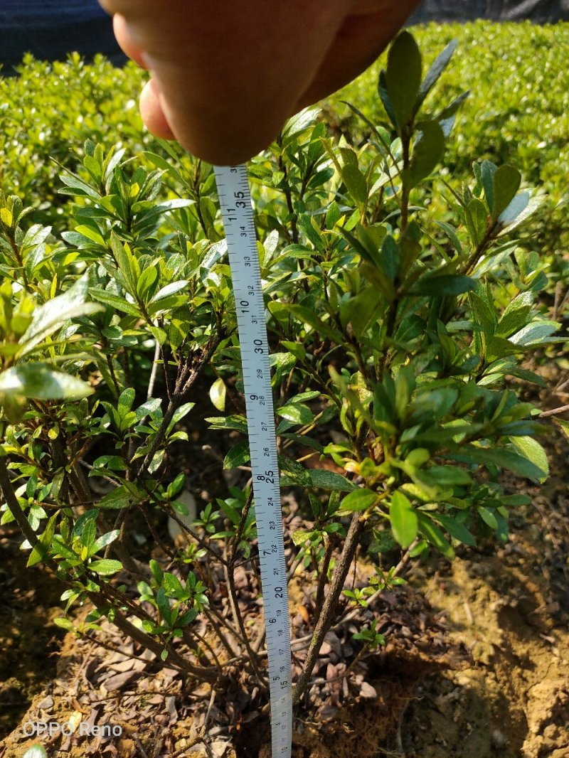 夏鹃小毛球冠幅20/30cm夏鹃小苗