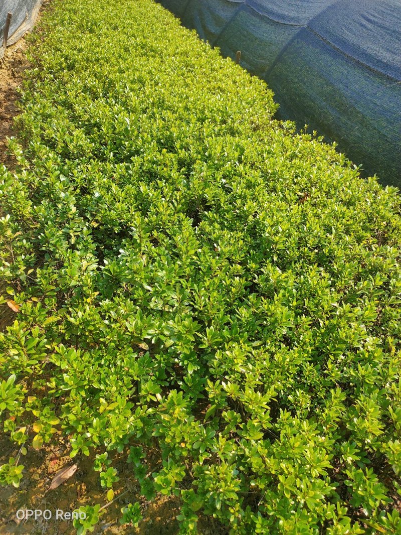 夏鹃小毛球冠幅20/30cm夏鹃小苗