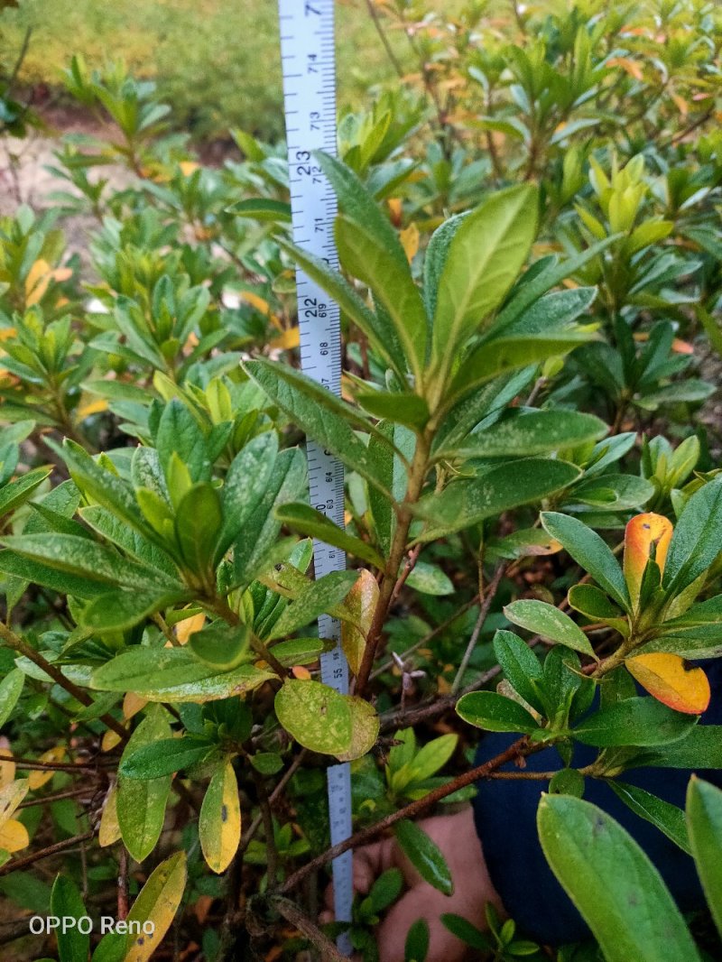 夏鹃小毛球冠幅20/30cm夏鹃小苗
