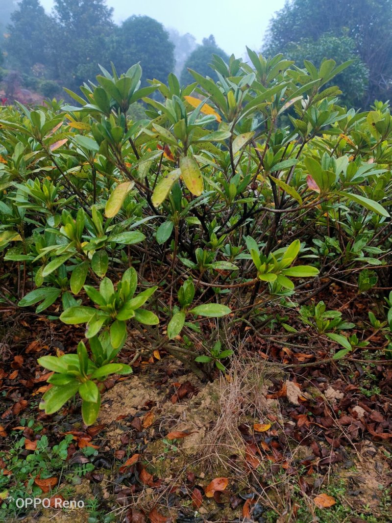 夏鹃小毛球冠幅20/30cm夏鹃小苗