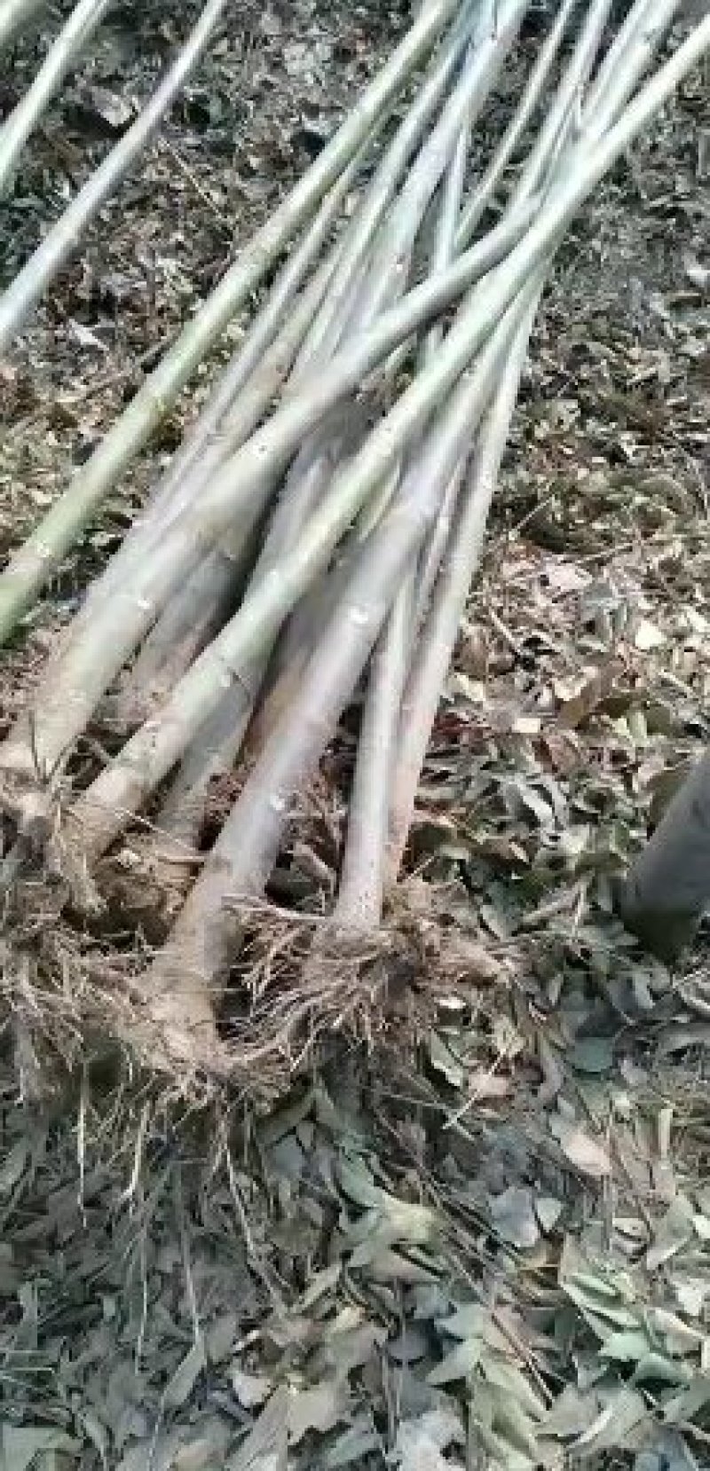 西华县诚信家庭农场大量批发泡桐树苗。泡桐根。规格齐全。