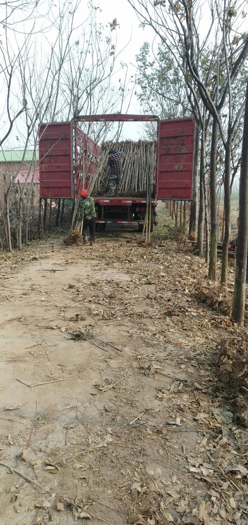 西华县诚信家庭农场大量批发泡桐树苗。泡桐根。规格齐全。