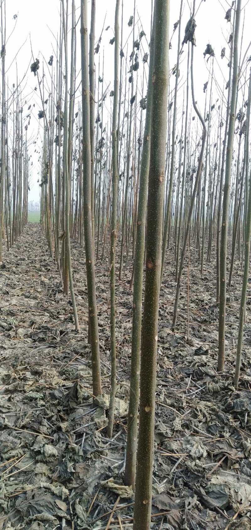 西华县诚信家庭农场大量批发泡桐树苗。泡桐根。规格齐全。