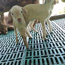 湖羊养殖出售断奶羔羊繁殖母羔育肥羊
