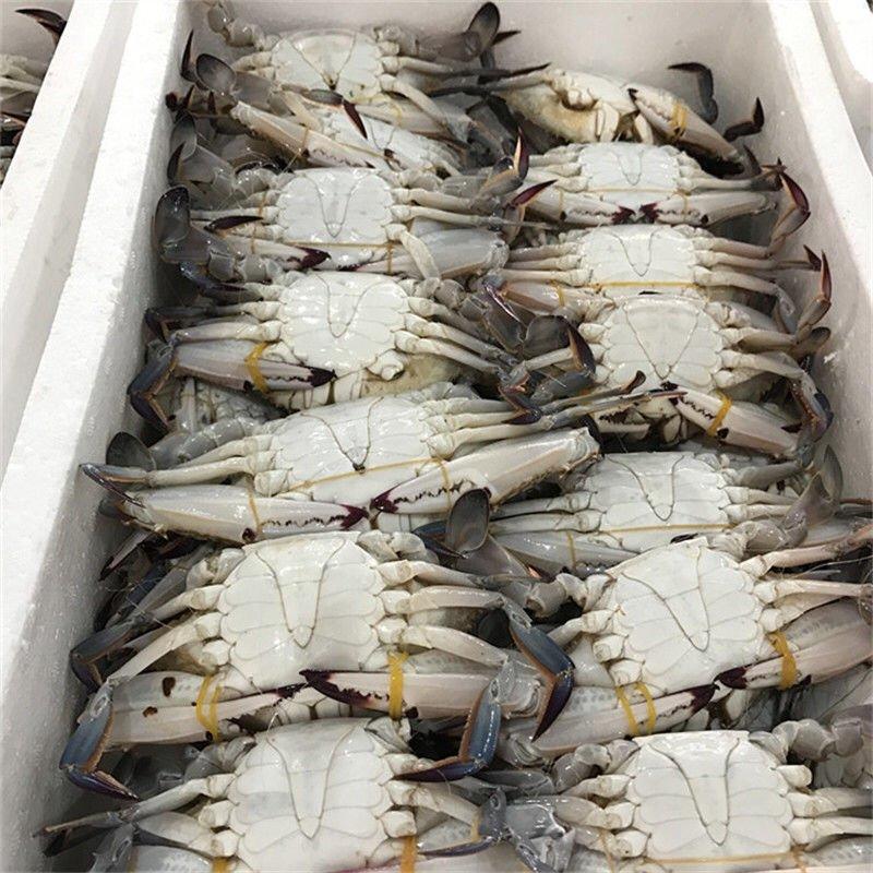 生梭子蟹鲜活速冻螃蟹新鲜海鲜冷冻速冻梭子蟹带箱10斤
