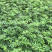 大量出售【江津九叶青花椒杯苗】质量保证价格优惠
