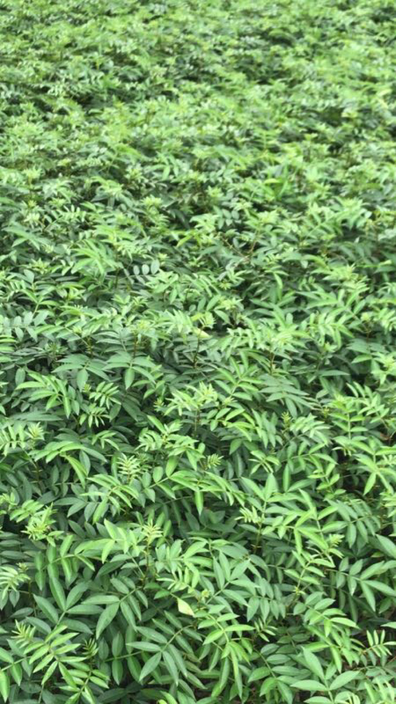 大量出售【江津九叶青花椒杯苗】质量保证价格优惠