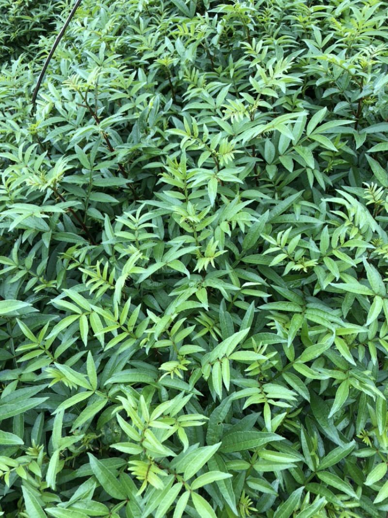 大量出售【江津九叶青花椒杯苗】质量保证价格优惠