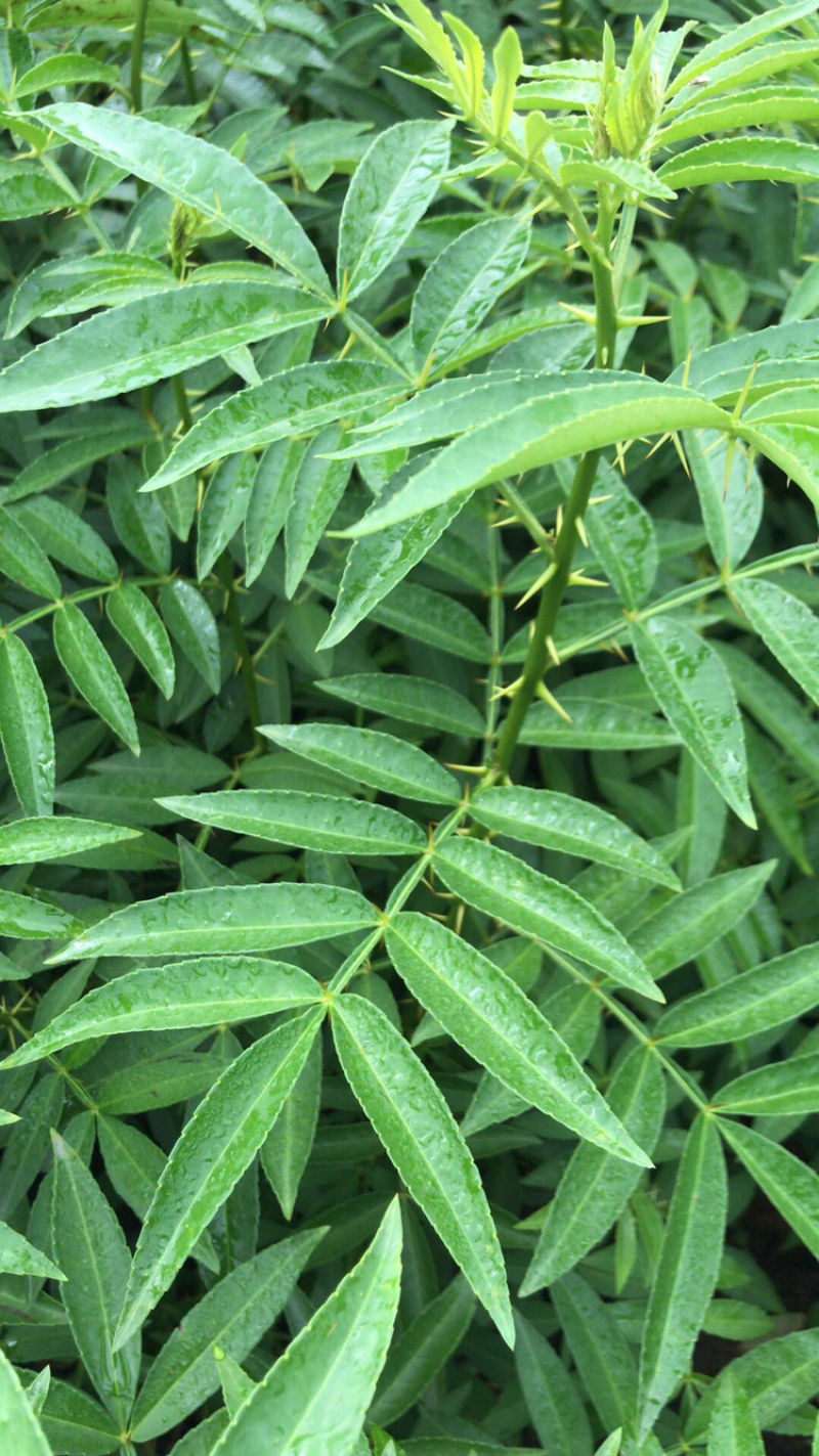 大量出售【江津九叶青花椒杯苗】质量保证价格优惠