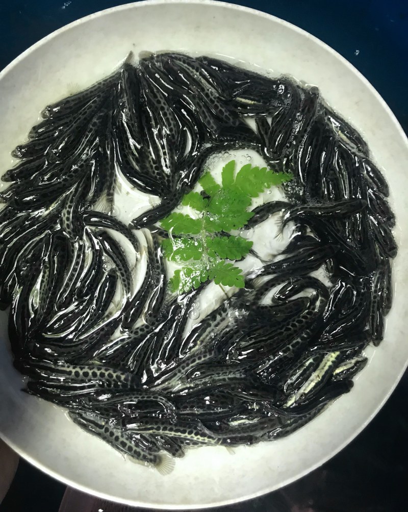 乌鱼苗黑鱼苗快大无病包邮全国发货直达