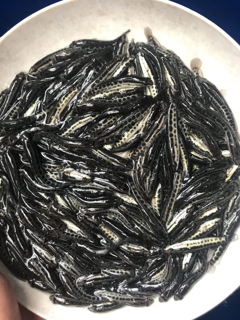 乌鱼苗黑鱼苗快大无病包邮全国发货直达