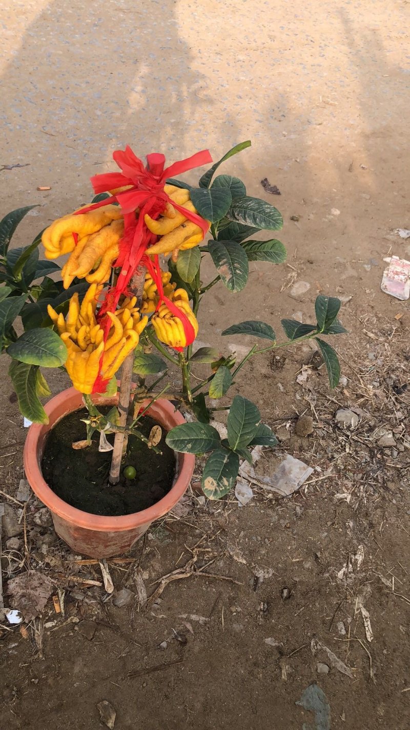 佛手树苗～佛手盆景～当年挂果～基地直发～杜绝假货
