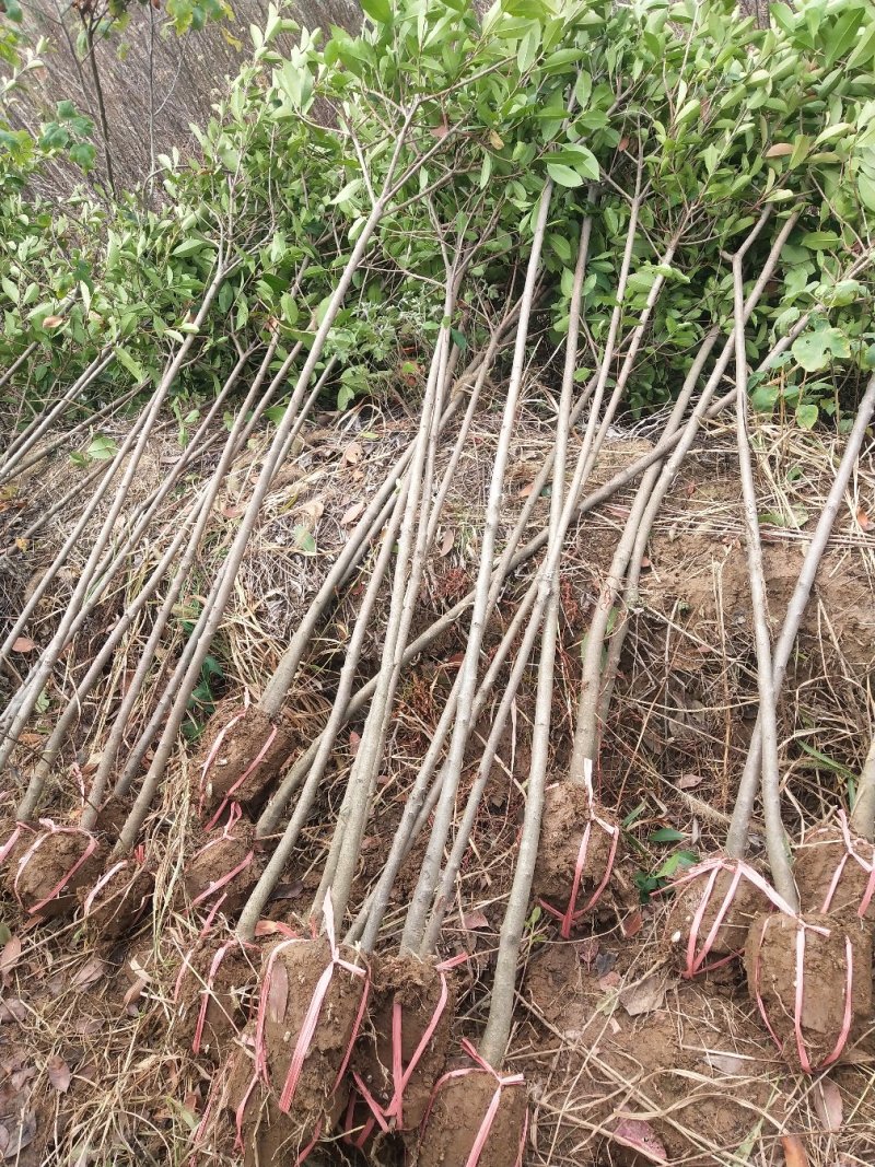 湖北精品红叶石楠树大量批发2-10公分品种齐全