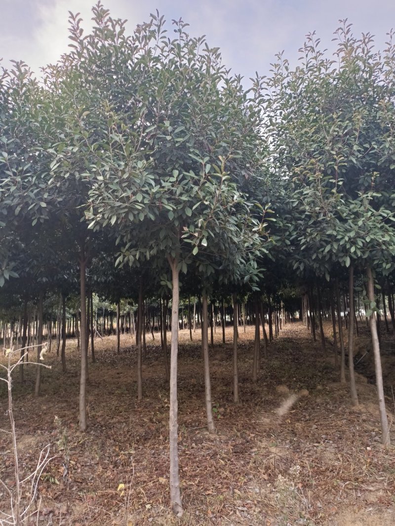 湖北精品红叶石楠树大量批发2-10公分品种齐全