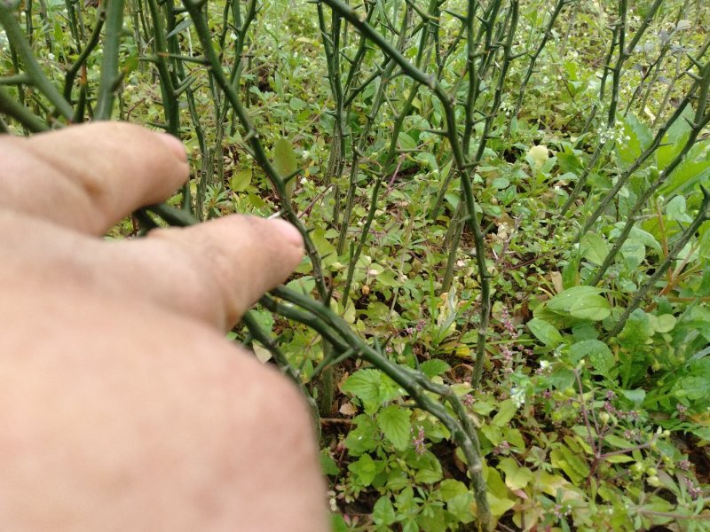 【热卖】枸橘树苗枸橘小苗广西桂林阳朔枸橘苗包邮