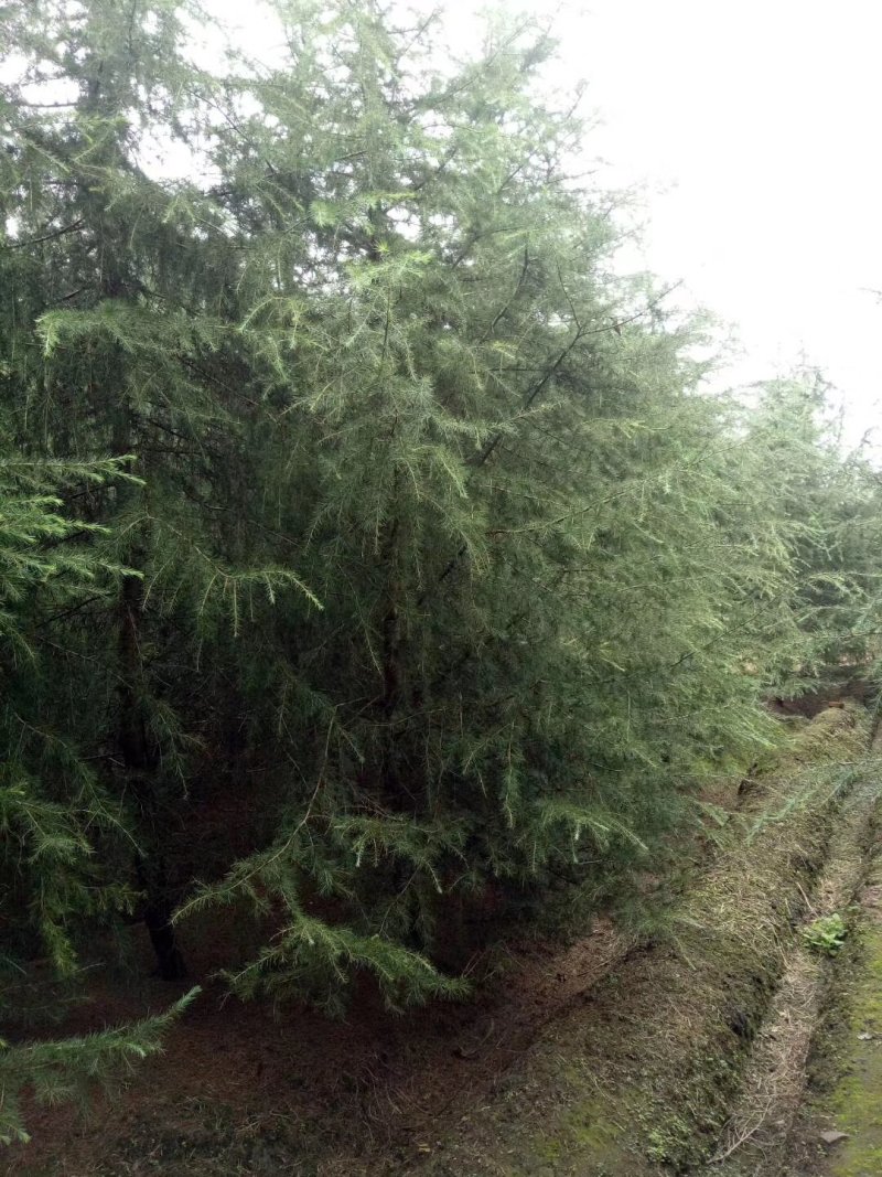 雪松四川雪松批发四川大量批发绿化苗木