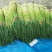 精品红帽蒜薹，全长80cm，无泡水，纯干苔，代发全国。
