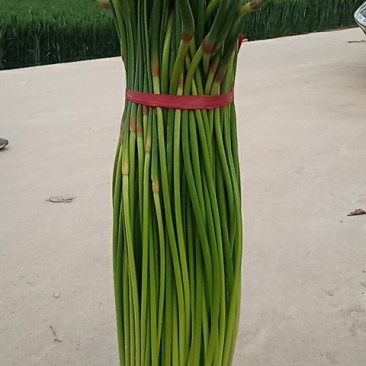 精品红帽蒜薹，全长80cm，无泡水，纯干苔，代发全国。