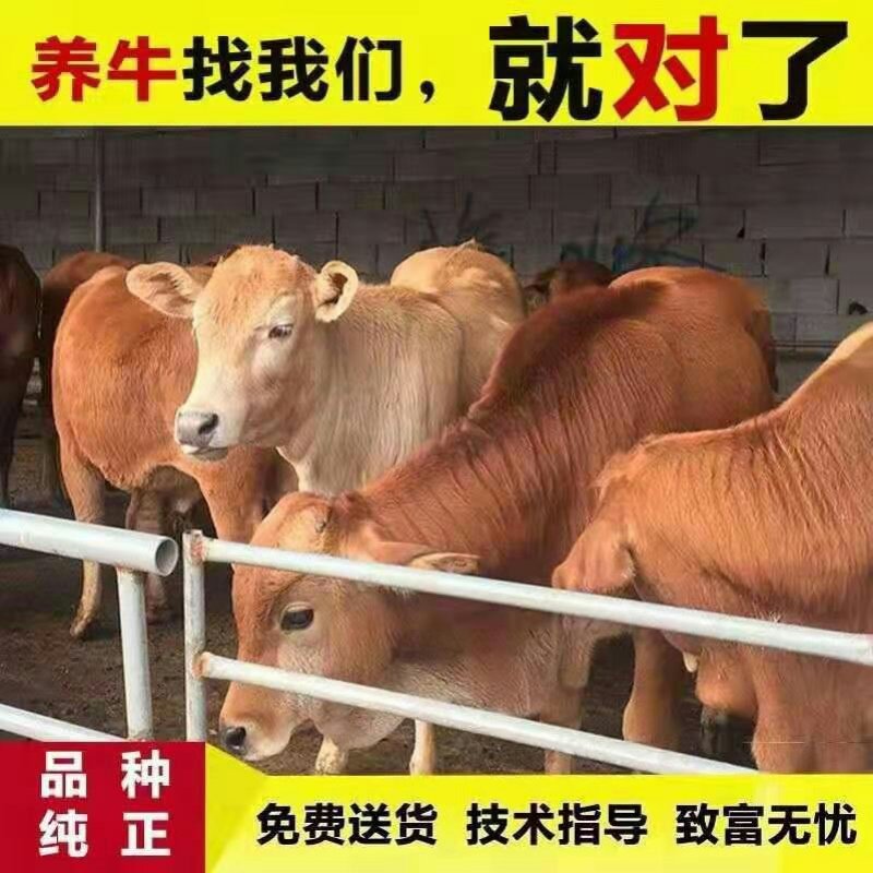 湘西黄牛品种优良品质保障技术指导免费运输