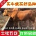 湘西黄牛品种优良品质保障技术指导免费运输