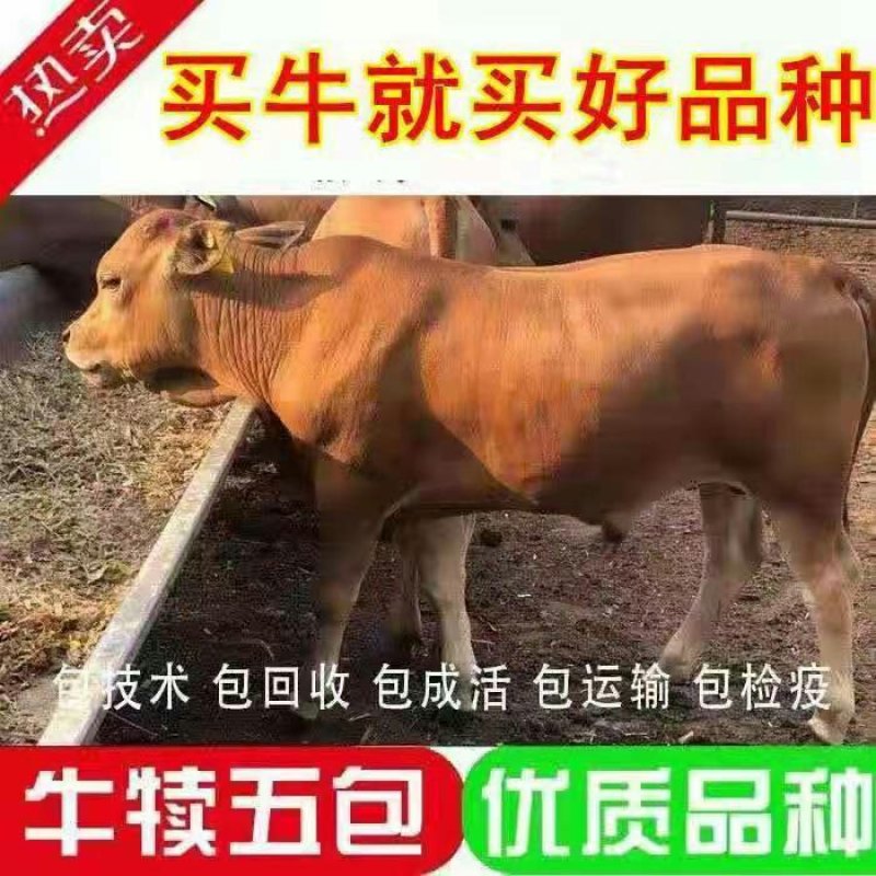 湘西黄牛品种优良品质保障技术指导免费运输