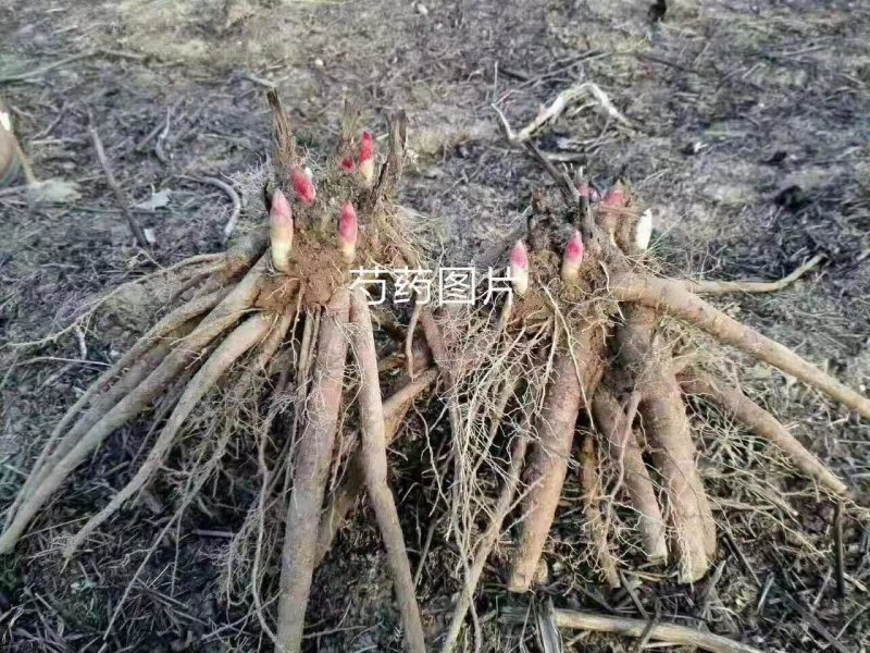 赤芍苗，三年收，好管理，药用价值高，好管理，易成活！