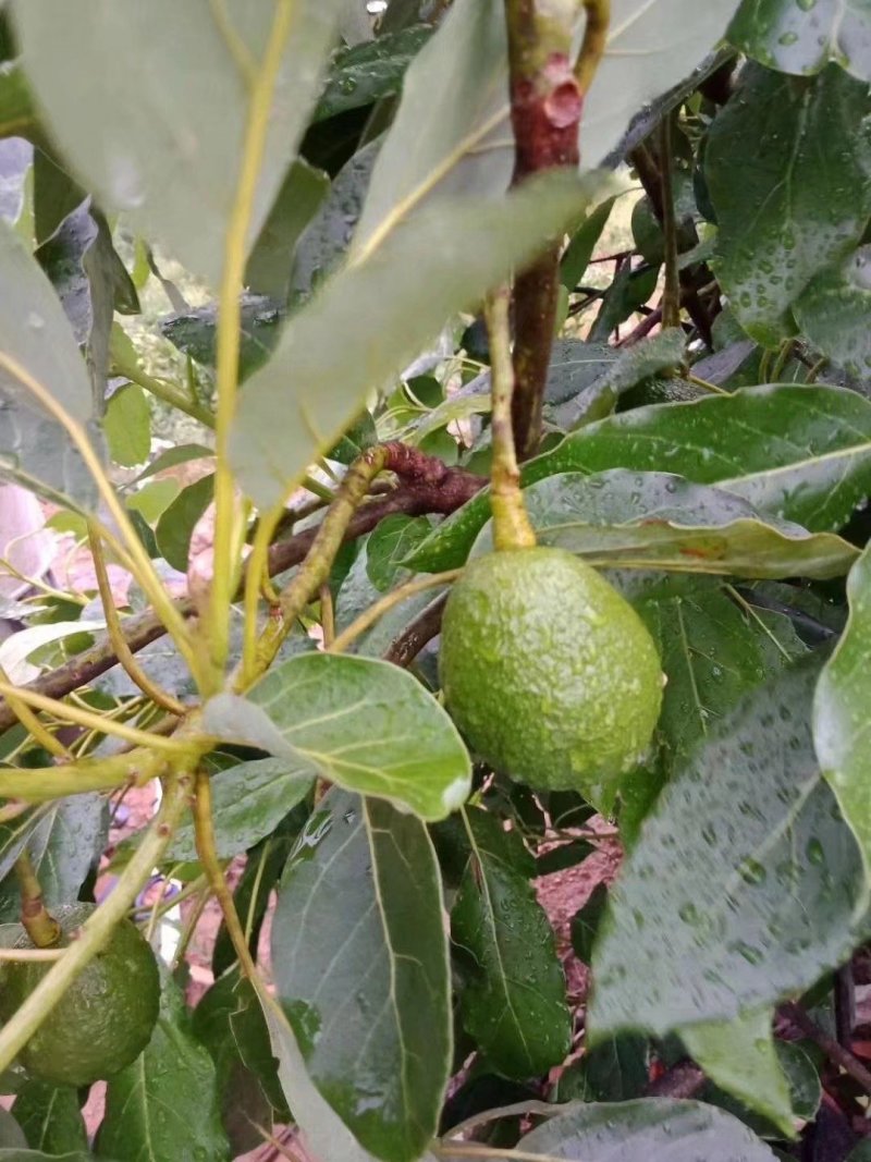 牛油果苗正品牛油果苗营养杯苗发货成活率高包邮