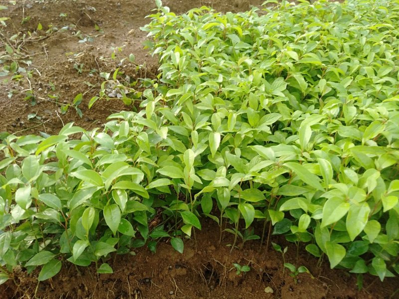 香樟树苗樟树苗小叶香樟树苗香樟芽苗顺丰包邮