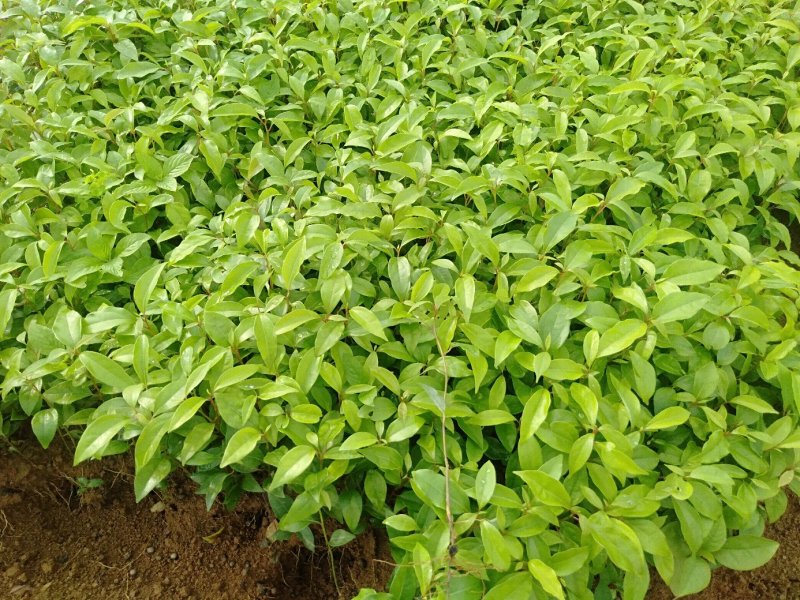 香樟树苗樟树苗小叶香樟树苗香樟芽苗顺丰包邮