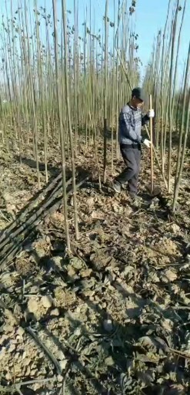河南西华诚信家庭农场大量批发泡桐苗泡桐根。规格齐全。